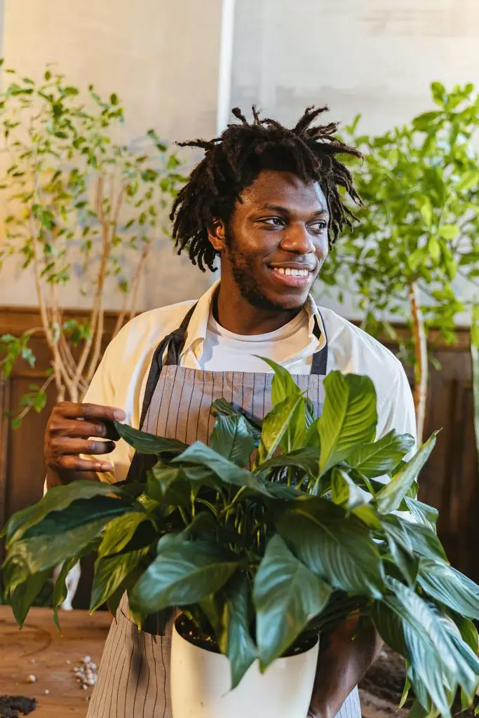 Man caring for indoor plants in a bright greenhouse setting